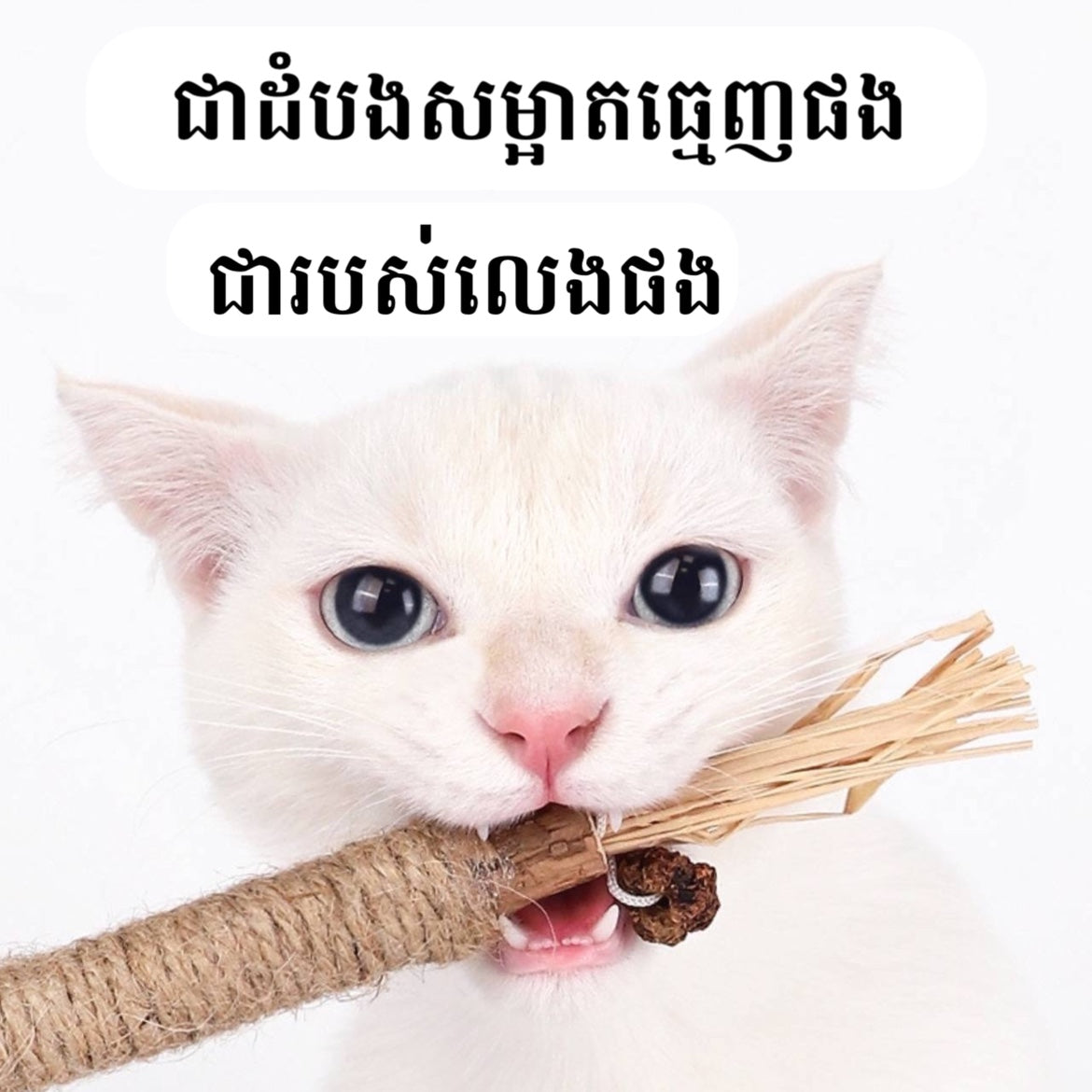 ដំបងសម្អាតធ្មេញឆ្មា