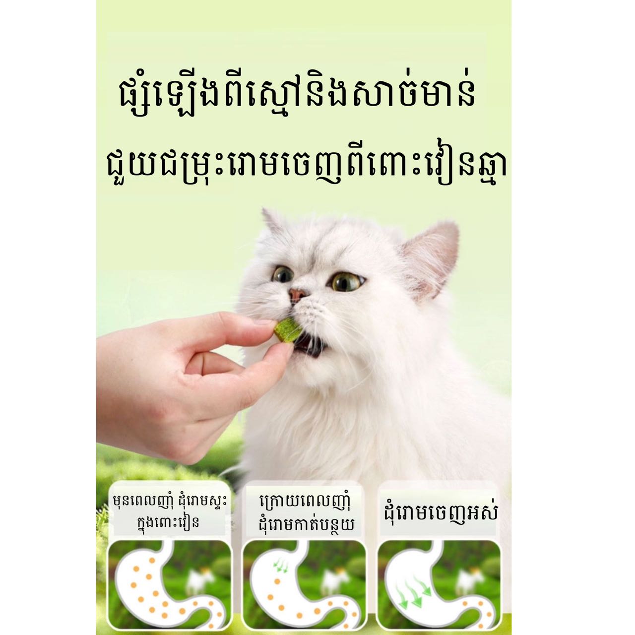 ចំណីឆ្មាបៃតង