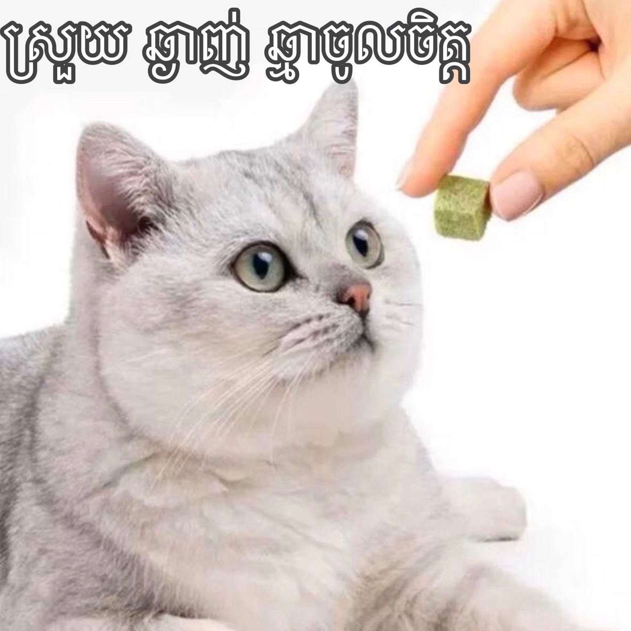 ចំណីឆ្មាបៃតង