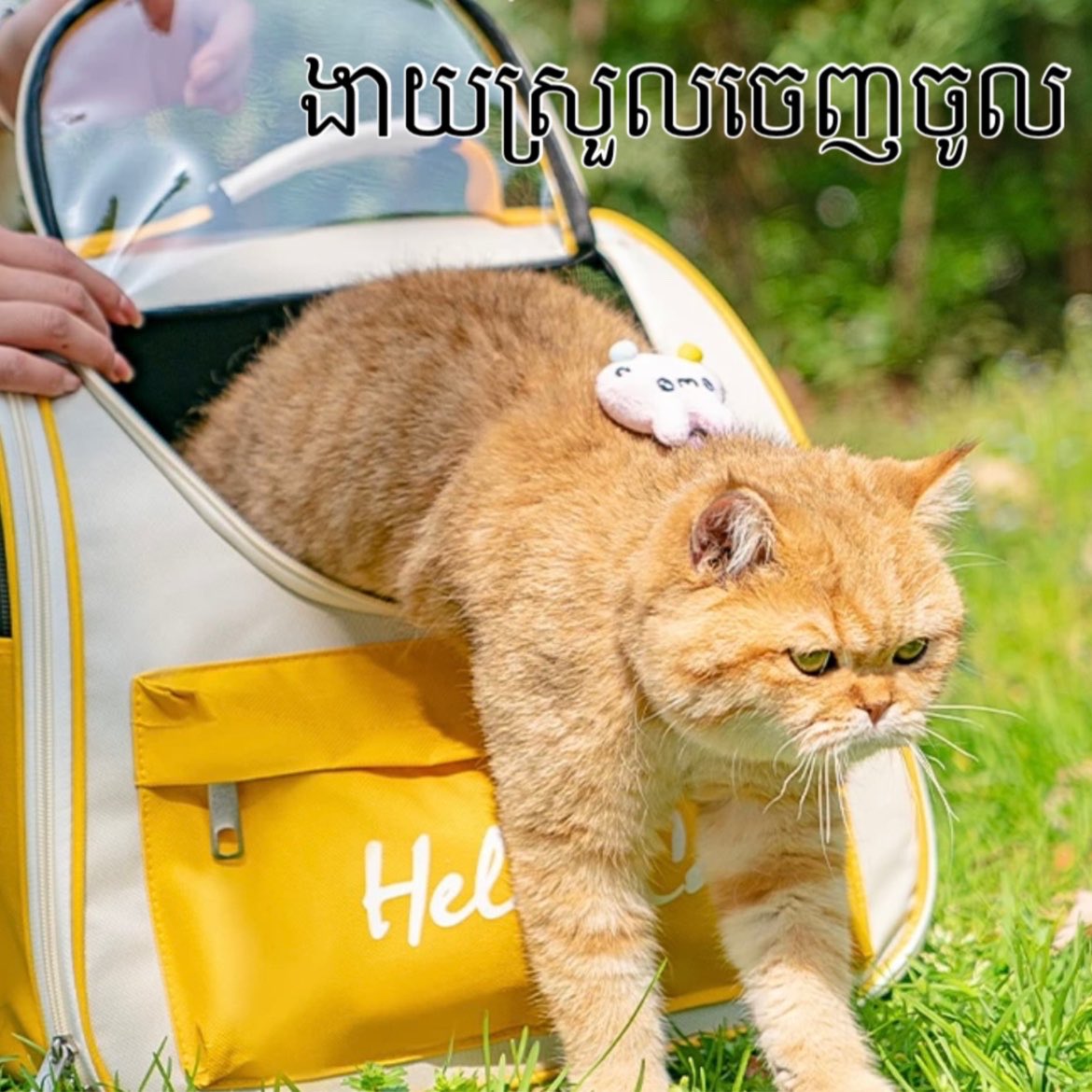 កាតាបឆ្មា