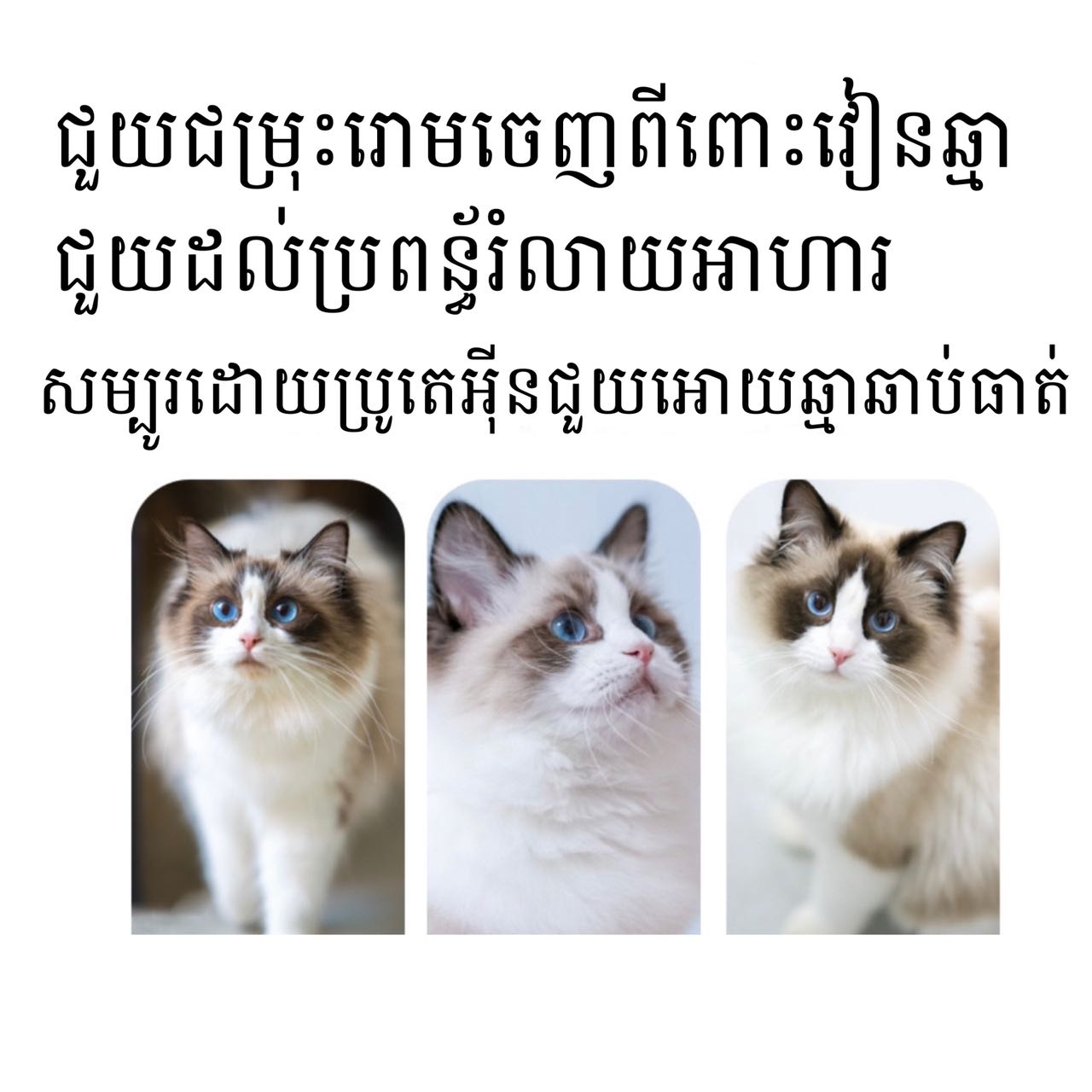 ចំណីឆ្មាបៃតង