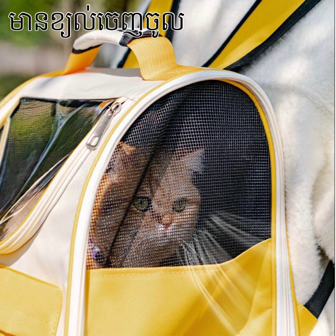 កាតាបឆ្មា